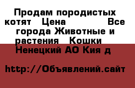 Продам породистых котят › Цена ­ 15 000 - Все города Животные и растения » Кошки   . Ненецкий АО,Кия д.